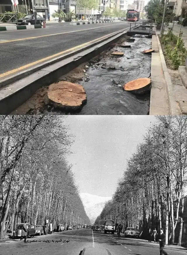 قطع درختان چنار خیابان ولیعصر2