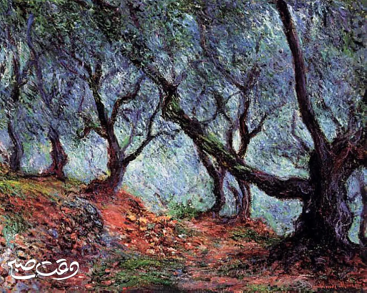 grove-of-olive-trees-in-bordighera