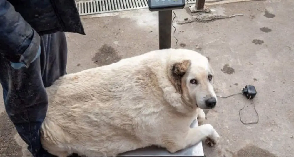 چاق‌ترین سگ خیابانی وزنش ۱۰۰ کیلو بود.