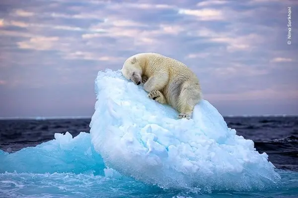 عکس خواب خرس قطبی که عکاس ایرانی را بهترین عکاس سال کرد