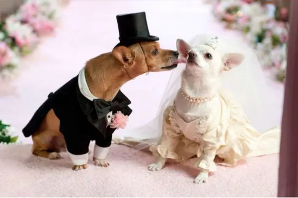 تصاویر/ جشن عروسی میلیاردی برای دو سگ در تهران!