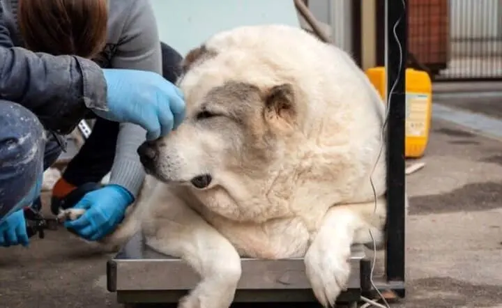 عکس/ چاق‌ترین سگ خیابانی که وزنش ۱۰۰ کیلو است!