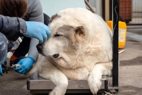 عکس/ چاق‌ترین سگ خیابانی که وزنش ۱۰۰ کیلو است!