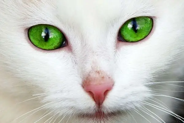 یک گربه عجیب و غریب در آمازون پیدا شد+ عکس