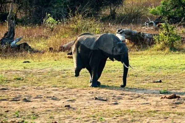 عکس/ ببینید چگونه گله فیل‌ها از همنوع سه پایشان حمایت می‌کنند!