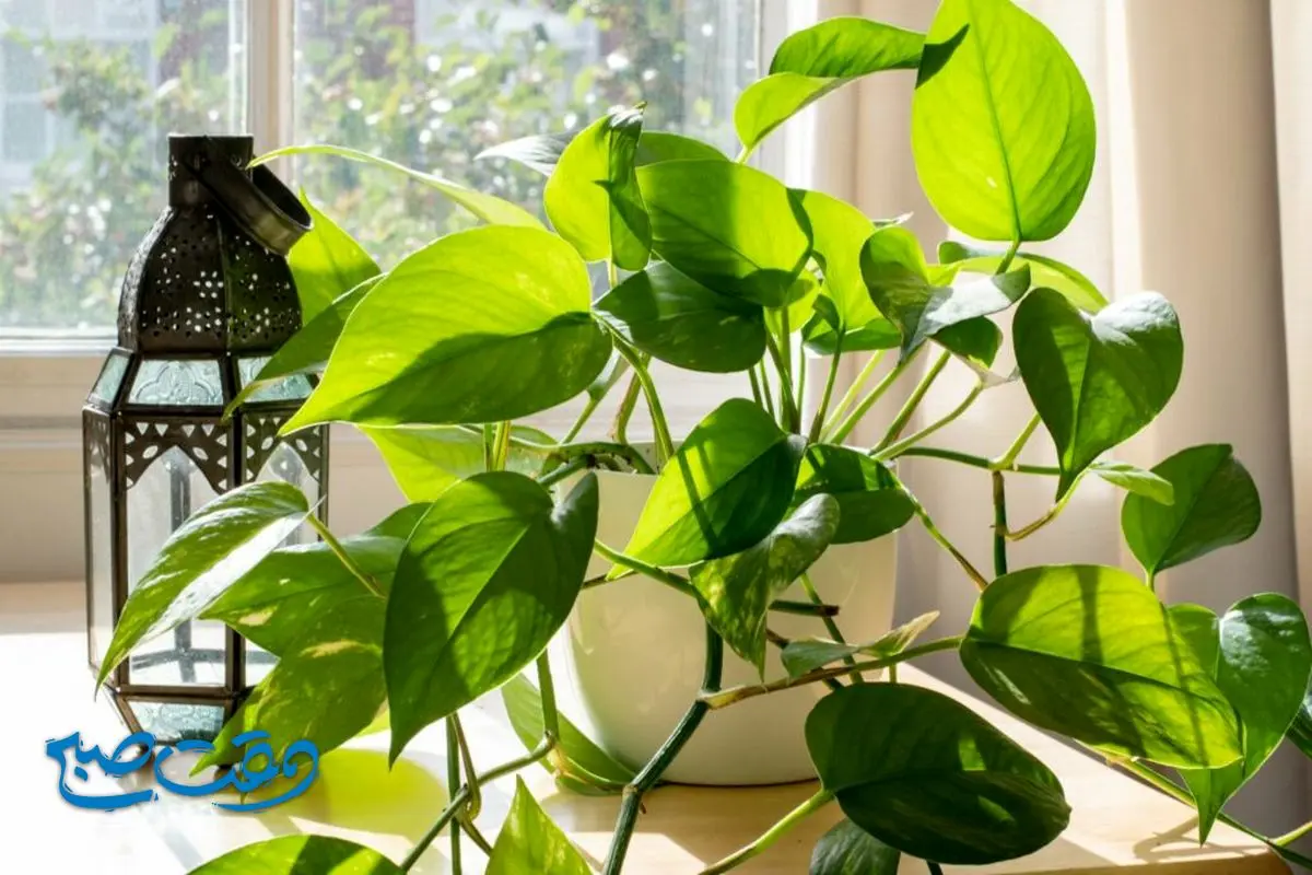 بهترین گیاهان آپارتمانی برای سلامتی شما! 