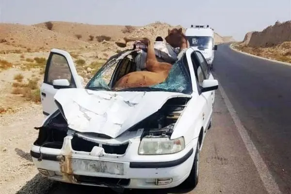 ویدئو/ تصادف خودرو با شتر در هرمزگان؛ چه بلایی سر شتر بینوا آمده!