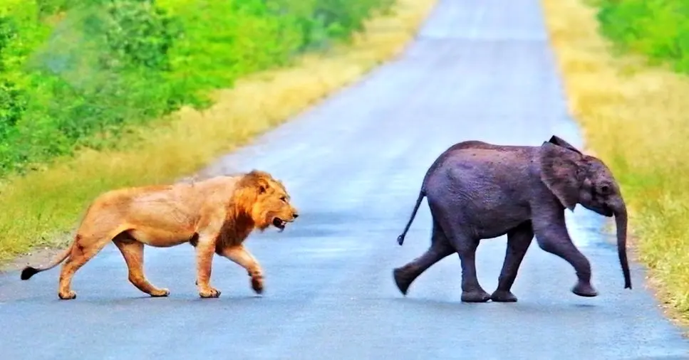 ویدئو/ فیل مادر یکی از دوقلوهایش را برای شیرها گذاشت تا دیگری را نجات دهد