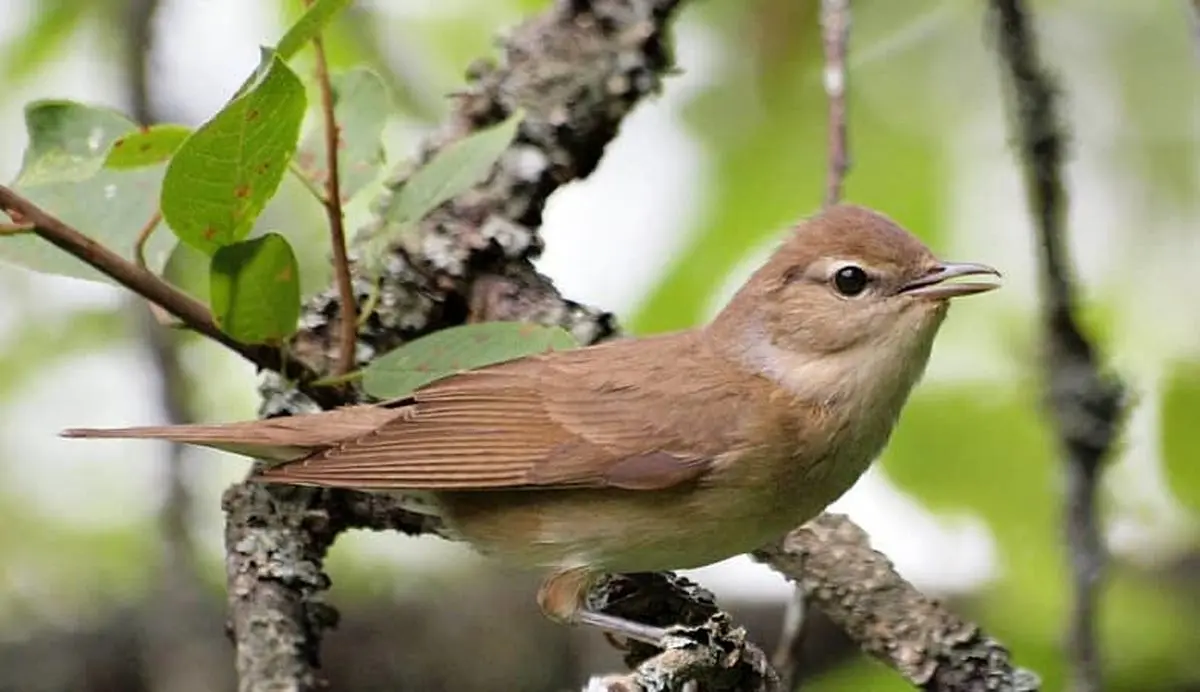 ویدئو | پرنده ای با آواز خوانی جدید