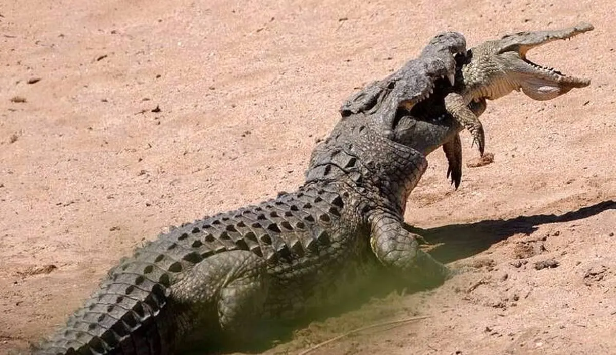 عکس تاثیرگذاری از تلاش تمساح مادر برای نجات بچه‌اش!