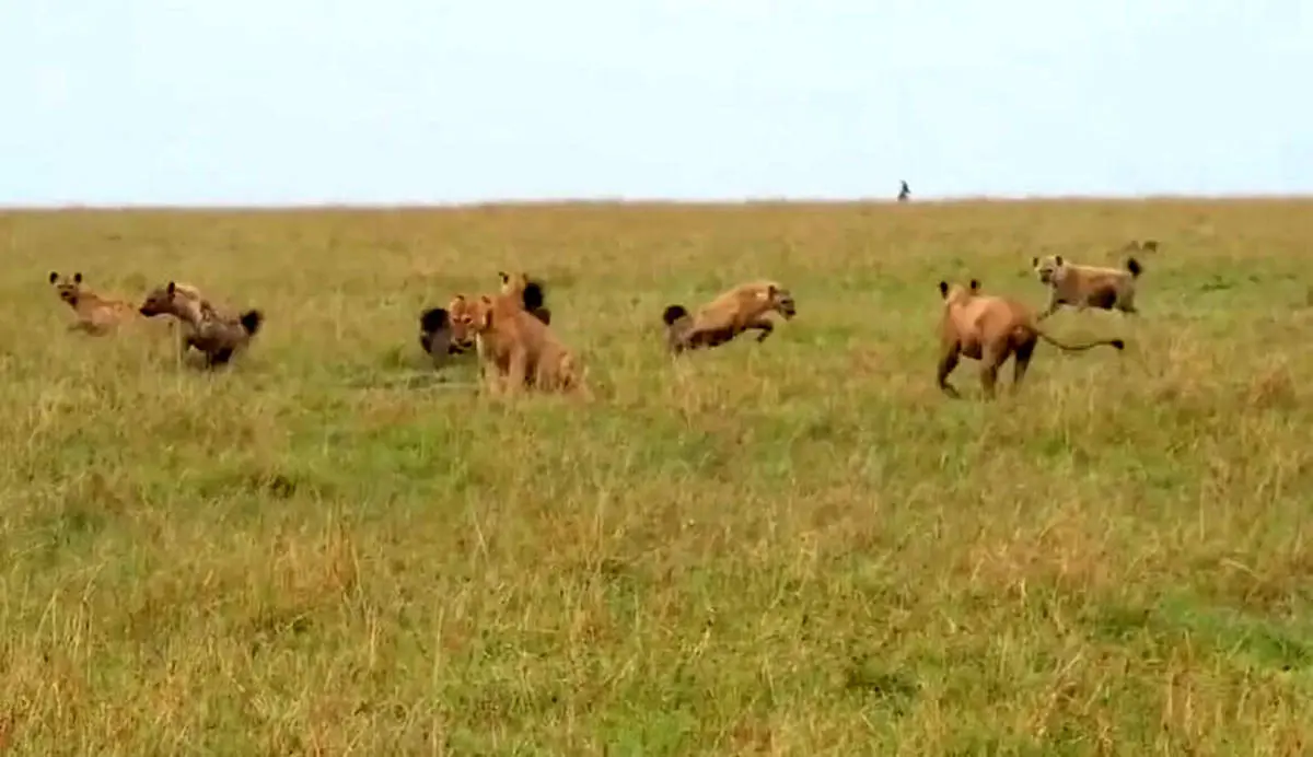 ویدئو/ نزاع دسته جمعی با کفتارها به پیروزی شیرها انجامید!