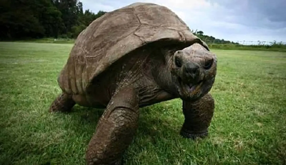 جشن تولد لاکپشت پیری که بعد از ناپلئون به دنیا آمد!