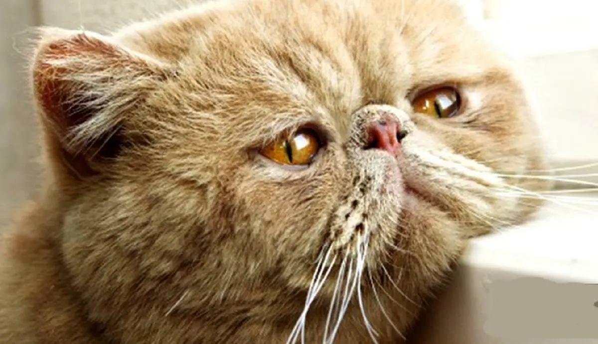 ویدئویی جالب از بداخلاق‌ترین گربه جهان ببینید!