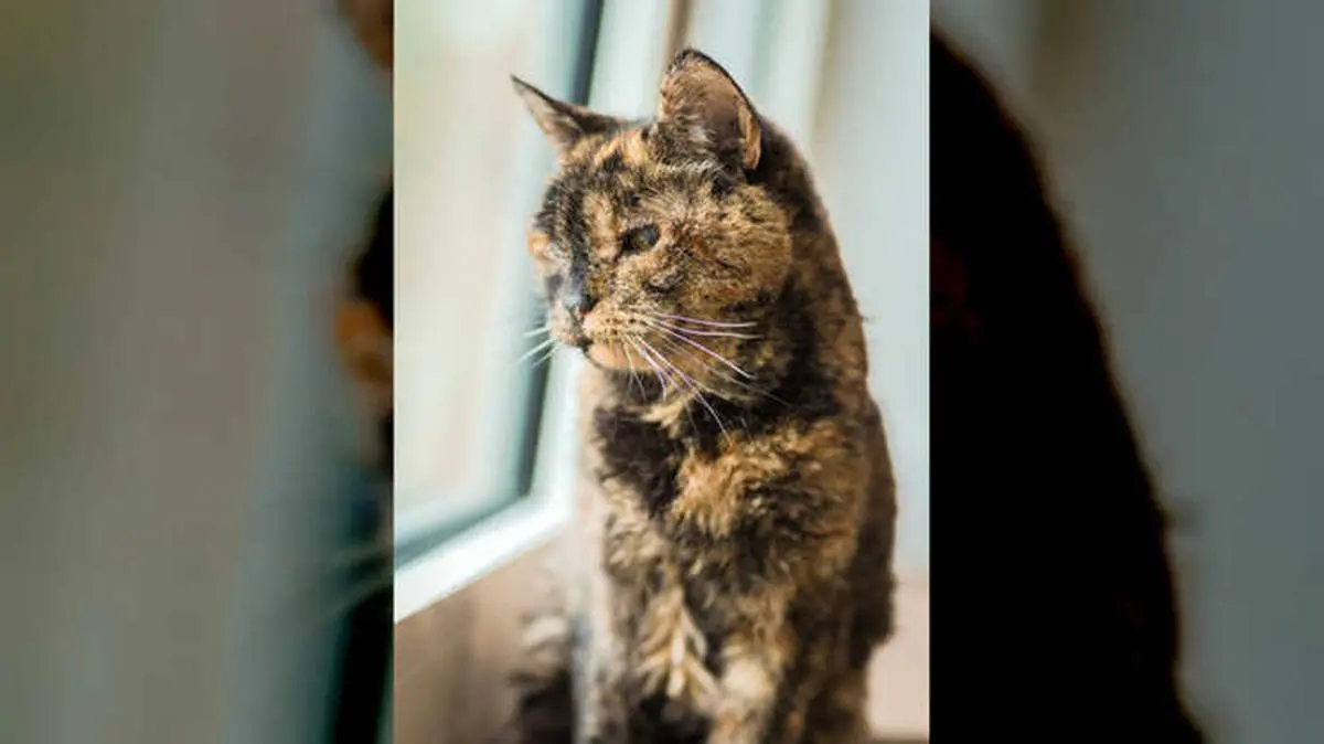 این گربه پیر با 27 سال سن رکورد گینس را شکست/ عکس