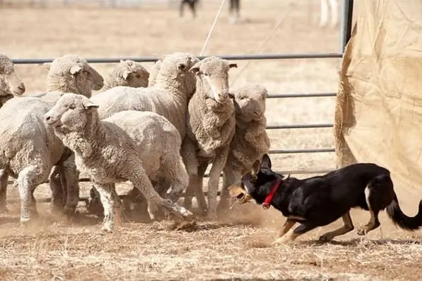 ویدئو/ دفاع شجاعانه سگ گله از گوسفندان در برابر گرگ درنده