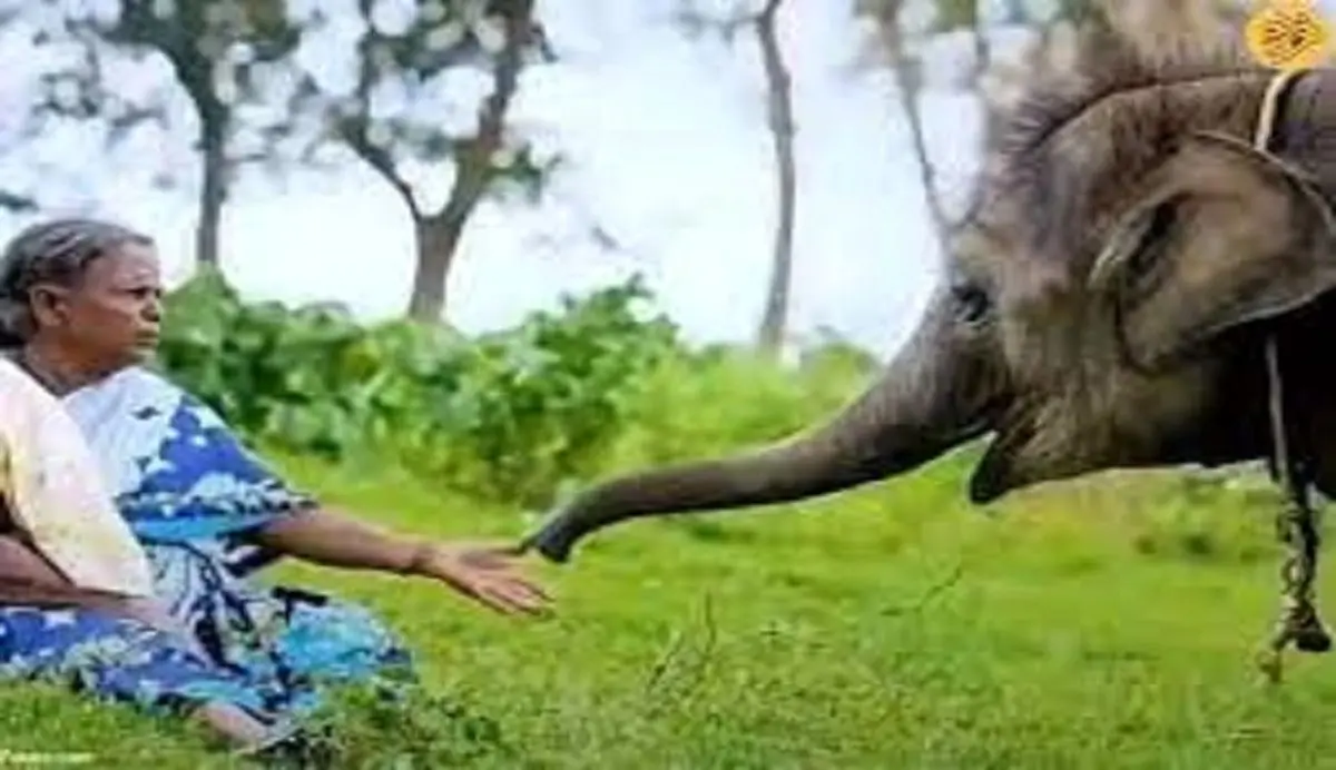 ویدئو/ رابطه عجیب زن هندوستانی با یک فیل بامزه!