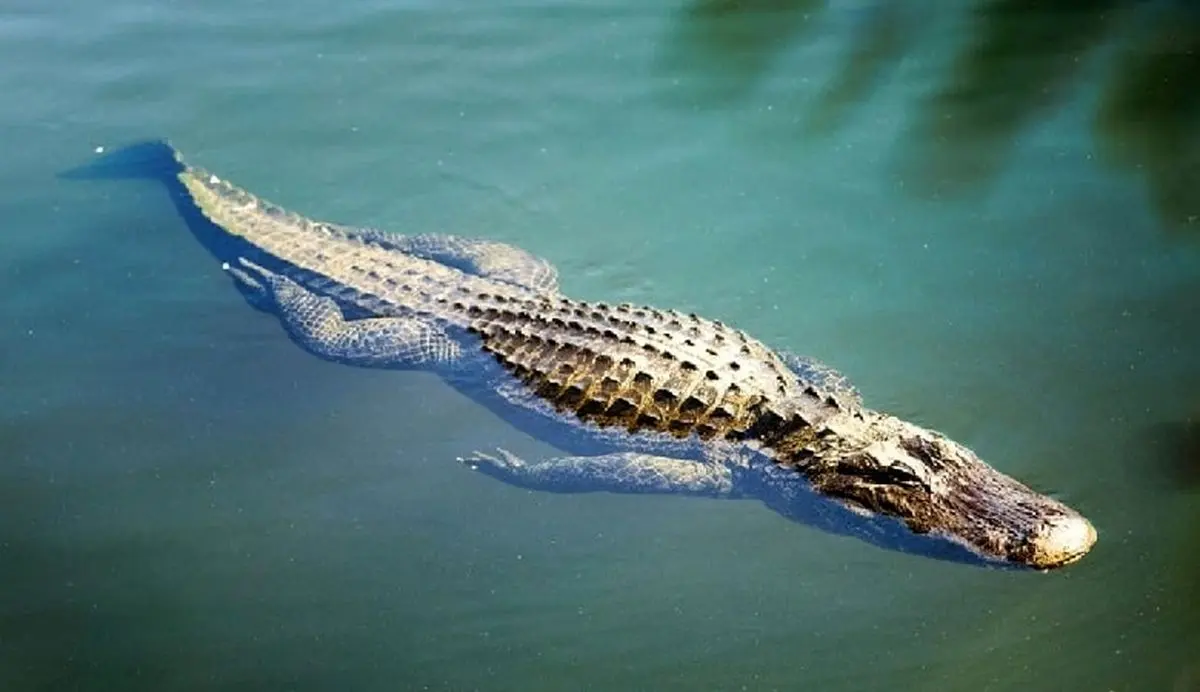 عکس/ بزرگترین تمساح جهان که رکورددار گینس است!