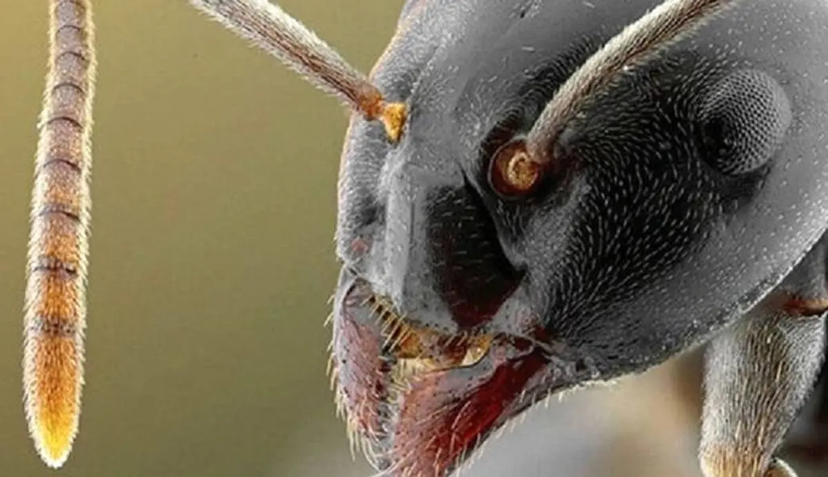 تصاویر/ مورچه‌های اعجاب‌انگیزی که اندازه یک پرنده هستند!