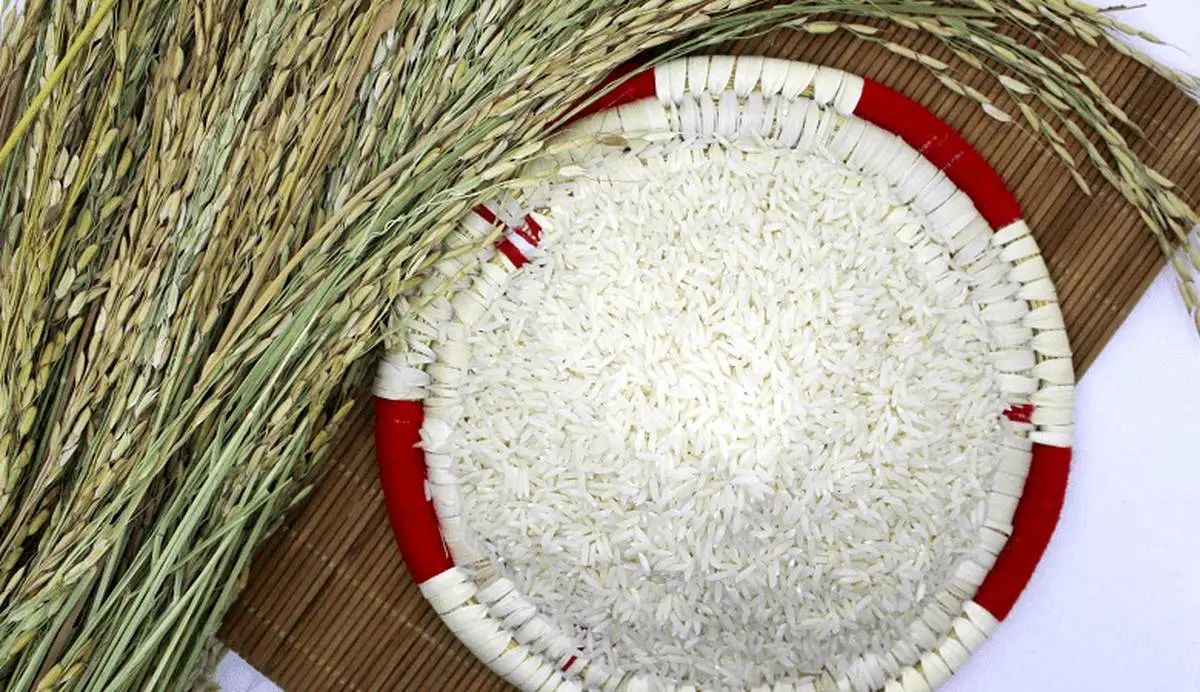 تصاویر/ برنج مشهوری که به خاطر این آقا «هاشمی» شد!