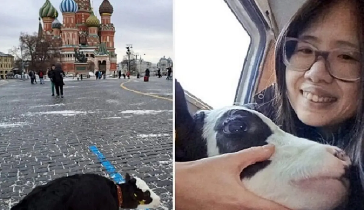 زن آمریکایی بخاطر راه رفتن با گوساله در روسیه دستگیر شد!