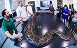 ویدئو/ یک تمساح کامل از شکم مار پیتون در فلوریدا خارج شد!