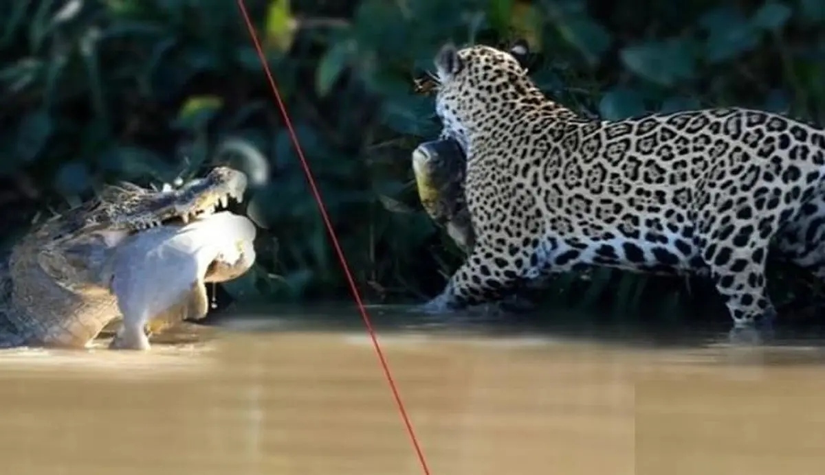 ویدئو/ تمساح تا پلنگ را دید شکارش را تقدیمش کرد!