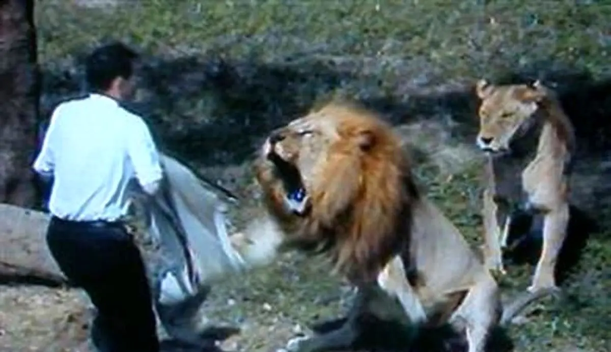 ویدئو/ شیری که در باغ وحش مشهد خواست مربی‌اش را بخورد!