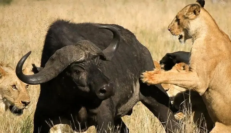 ویدئو/ بوفالوها هم قدرت انتقام گیری از شیرها را دارند!