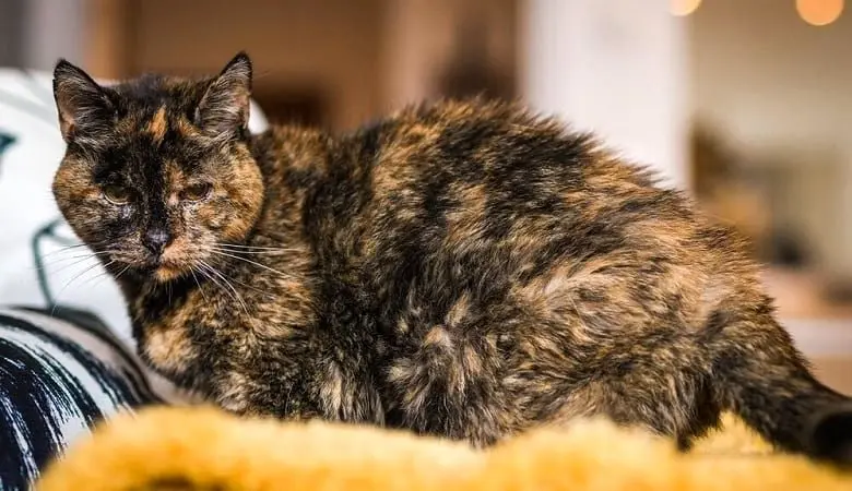 عکس/ این گربه پیرترین گربه جهان است با سنی عجیب!