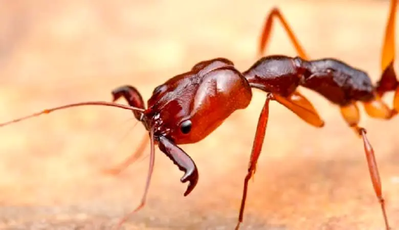 عکس/ غول‌پیکرترین مورچه دنیا که طولش بیش از ۱۰ سانتی متر است!