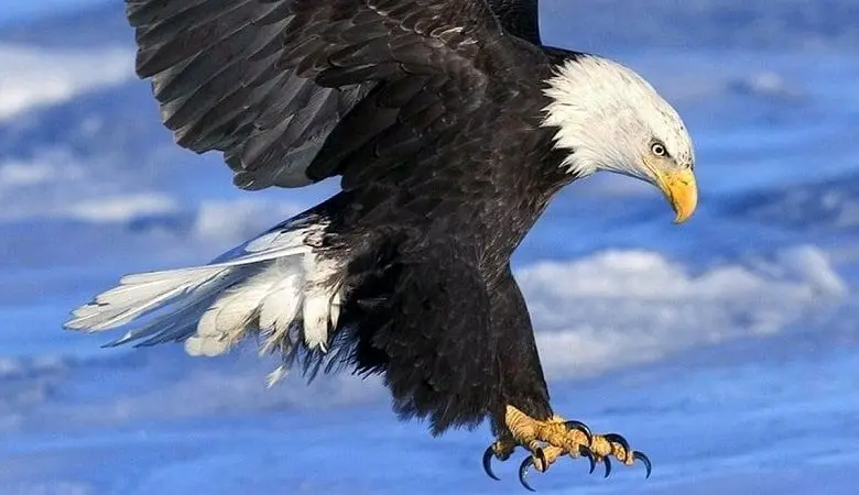 ویدئو/ از عقاب و شاهین نترسید؛ این حیوان خطرناک‌ترین درنده جهان است!