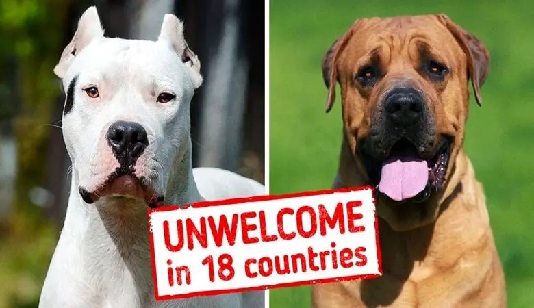 خطرناک ترین سگ های خانگی که نگهداری از آنها در دنیا ممنوع است!