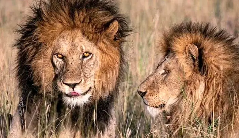 عکس/ سردسته شیرها توسط شیرهای جوان کشته شد!