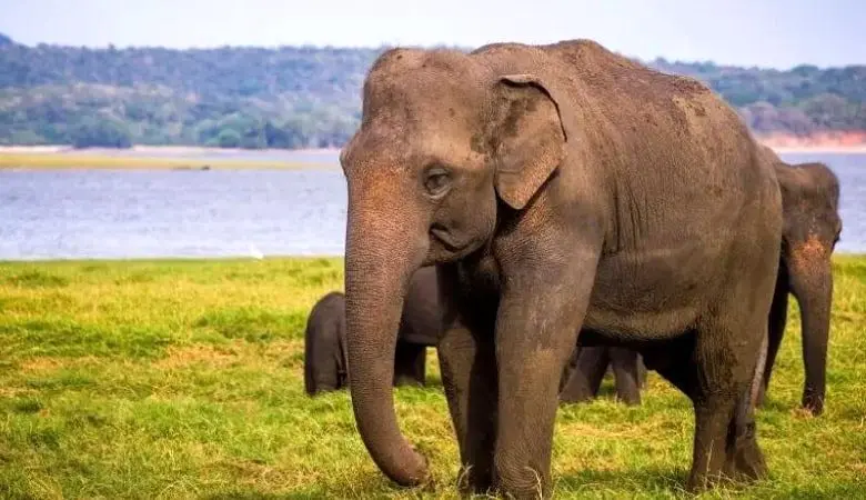تصاویر/ وزن این حیوان ۲۱ برابر فیل است!