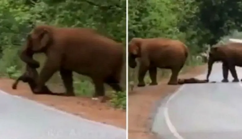 ویدئو/ سوگواری حیرت انگیز فیل ها برای جسد بی جان یک بچه فیل