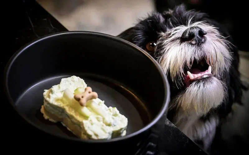 عکس هایی شوکه کننده از رستوران لاکچری سگ ها در ایتالیا+ تصاویر