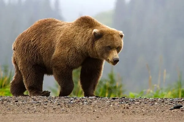 ویدئو/ فرار خرس ترسو به بالای درخت از دست گرگ!