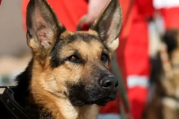 ویدئو/ با تیدا سگ زنده یاب که به پیدا شدن یسنا کمک کرد