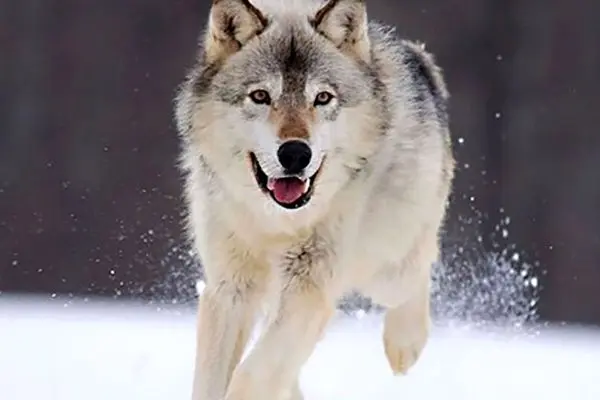 تصاویر/ حمله گرگ‌های گرسنه به مردم اراک!