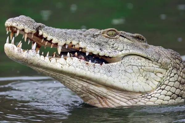 ویدئو/ پیاده روی تمساح در فلوریدای آمریکا
