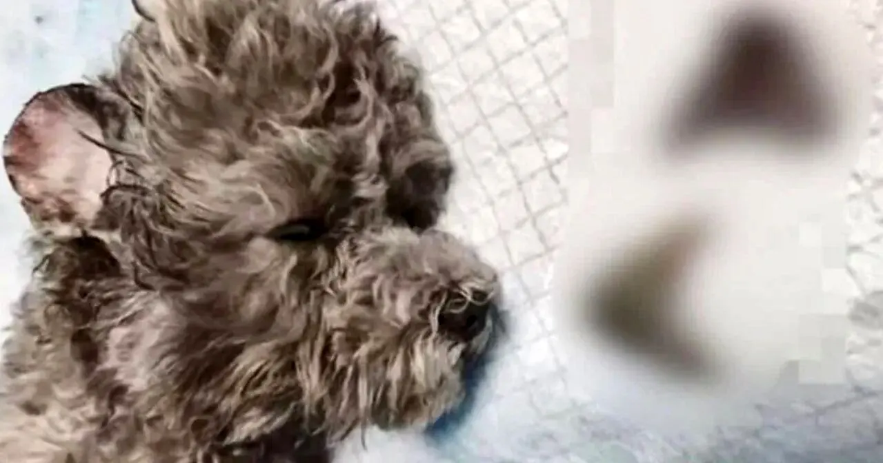 سگ های چینی با جراحی شبیه میکی موس می شوند+ عکس