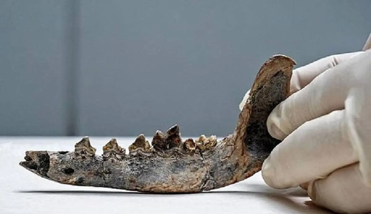 فسیل سگی متعلق به 12 هزار سال پیش کشف شد!