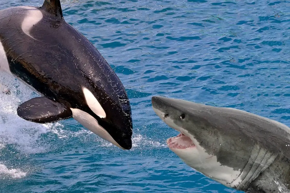 ویدئو/ رقص زیبای نهنگ قاتل را ببینید