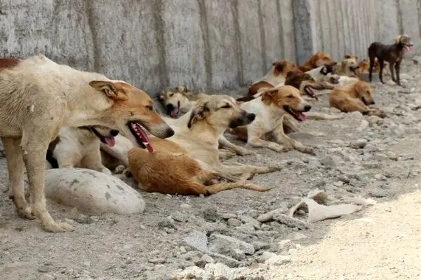 حمله وحشتناک سگ های بلاصاحب باعث مرگ کودک 3 ساله ارومیه ای شد!