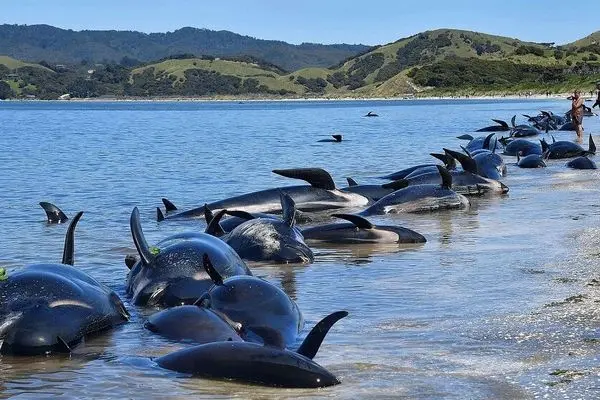 ویدئو/ نهنگ‌ها چرا خودکشی می‌کنند؟ / رازهای عجیب از جسد آن‌ها!