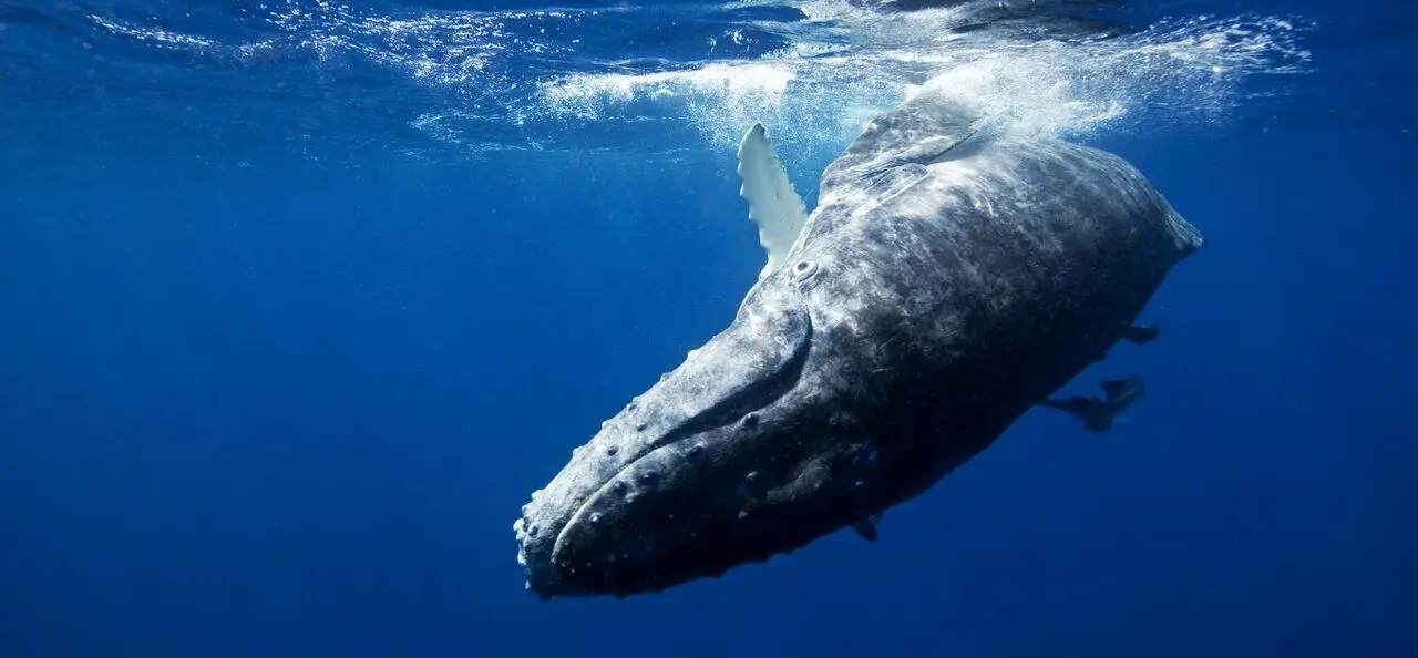 صحبت با نهنگ ها راهی برای ارتباط با فرازمینی ها