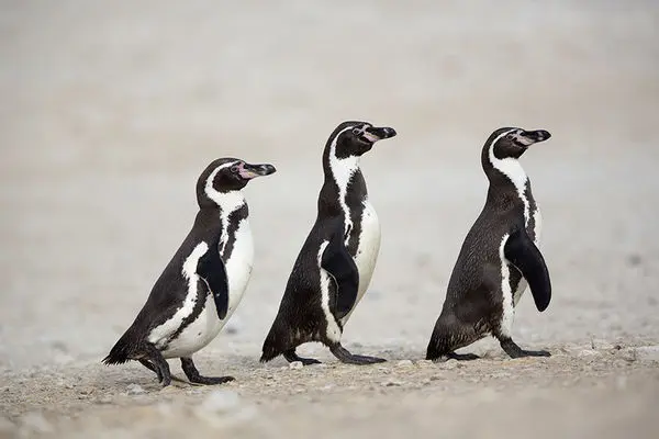 این پنگوئن نادر در قطب جنوب خبرساز شد