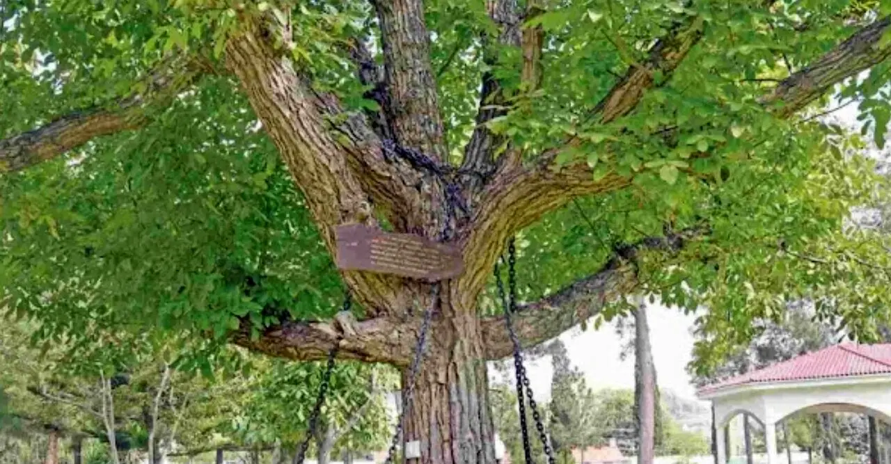 این درخت ۱۲۵ سال زندانی است