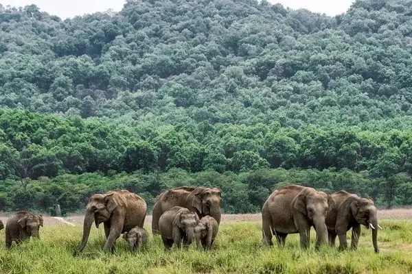 ویدئو/ دفاع جانانه فیل‌ها برای محافظت از بچه‌ها در برابر حمله شیرها!