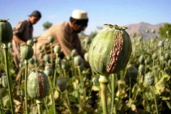 گرانی تریاک، معتادان را به سمت متادون برد!